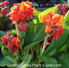 Also, the soil temperature must be at least 60 degrees. Canna Lilies