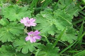 Henbit, purple deadnettle or wild violets. Easy Guide To Identify Common Flowering Lawn Weeds Lawnscience