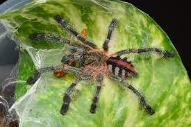 Młode ybyrapora diversipes karmimy niewielkim, aktywnie poruszającym się pokarmem np. Ybyrapora Diversipes Ex Avicularia Tarantulas