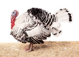 These breeds include the standard bronze, bourbon red, jersey buff, slate, black spanish, narragansett and white holland. The Case For Heritage Turkeys Modern Farmer