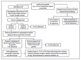 Laboratory Diagnosis Of Haemophilus Influenzae Learn