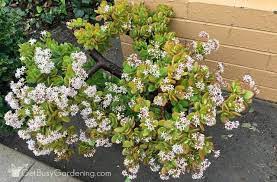 Jade Plant Care Tips How To Grow Take Care Of A Jade Succulent Jade Plant Care Jade Plants Winter Plants