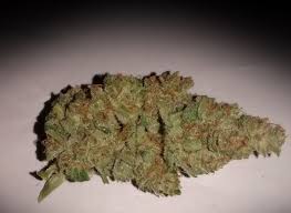 Check spelling or type a new query. Lowryder Strain Autoflowering Seeds From 19 77 5 Seeds