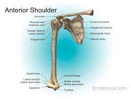 Sechrest, md narrates an animated tutorial on the basic anatomy of the shoulder. Human Organs Diagram Back View Human Anatomy Diagram Shoulder Anatomy Body Muscle Anatomy Shoulder Muscle Anatomy