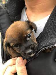 Check spelling or type a new query. Shih Tzu Chihuaha Mix Hund Rasse
