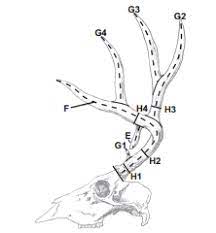 While boone and crockett is the most commonly used, there are others that some hunters prefer using. What Makes A 160 Inch Mule Deer Basic Field Judging