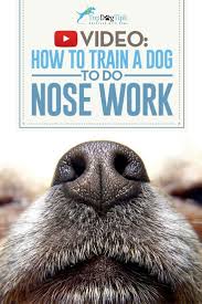 How To Train A Dog To Do Nose Work And Why You Should Video Guide We See Beautiful Colors In Thousands Of Diffe Dog Training Obedience Nose Work Dog Training