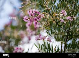 Image result for Virgilia oroboides