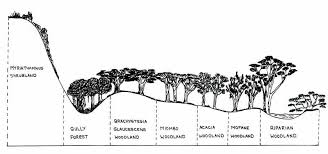 Image result for Danthoniopsis pruinosa