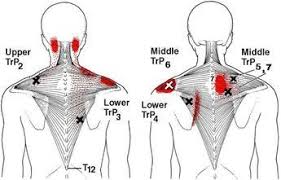 The lung tissue of this lobe is responsible for most of the gas exchange in the right lung during calm, shallow breathing. Pin On Excercuse