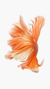 Find clean fish wallpapers hd for iphone. Iphone 6s 6s Plus Live Wallpaper As Still Iphone 6s Wallpaper Live Wallpaper Iphone Apple Wallpaper