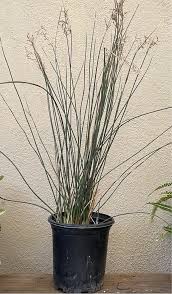 Image result for Juncus