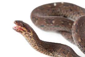 Image result for Atractus multicinctus