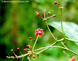 Image result for Tephrosia meisneri