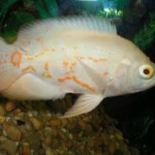 Ikan oscar, pasti sudah banyak dari anda yang cukup familiar dengan diantara jenis selain mempunyai warna dasar hitam, ikan oscar juga memilki spesies oscar albino. Jual Ikan Oscar Albino Murah Harga Terbaru 2021