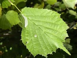 Image result for Phyllonorycter leucographellus