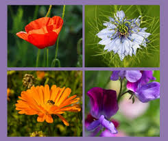 Home > flowers, plants & shrubs > garden plants > annual plants > basket & container annuals. 10 Hardy Annual Flowers To Grow From Seed Gardening Lessons