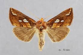 Image result for Plusia putnami