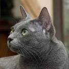Korat Cat Breed Information, Pictures, Characteristics & Facts