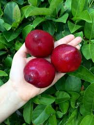 My favourite fruit is an apple is wrong because it's not generic. One Of My Favorite Fruits Lemon Drop Plums When Unripe They Are A Vibrant Yellow But As They Ripen They Blush Dark Red And Give Off A Heady Floral Perfume To