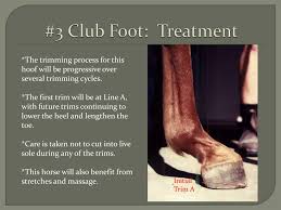 The heels are usually contracted. Ppt 5 Most Common Hoof Pathologies Powerpoint Presentation Free Download Id 1030770