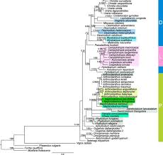 Image result for Droogmansia