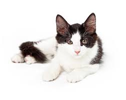 A bicolor cat or piebald cat is a cat with white fur combined with fur of some other color, for example black or tabby. All About Tuxedo Cats In 2021 Facts Lifespan And Intelligence