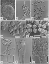 Image result for Neoschumannia