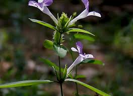 Image result for Barleria cristata