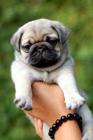 Pug Al Fresco Goruntuler Ile Pug Kopekler Pug Sevimli Kopek Yavrulari
