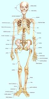 We did not find results for: Human Skeleton English Lesson Learning The Vocabulary For A Skeleton Learning Basic English To Advanced Over 700 On Line Lessons And Exercises Free Human Skeleton Anatomy Anatomy Bones Medical Anatomy