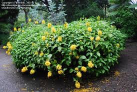 Image result for Justicia aurea