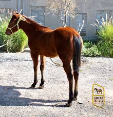 Image result for tbn:tVj6rqcH-AQR9M::www.pregonagropecuario.com.ar/images/caballo_overo.jpg