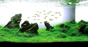 Where can i find other aquascape designs? Iwagumi Style Dikembangkan Sekitar 30 Tahun Yang Lalu Oleh Aquarist Terkenal Takashi Amano Gaya Aquascape Ini Bentuknya Planted Aquarium Aquascaping Akuarium