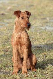 Gallery For Irish Terrier Lab Mix Irish Terrier Irish Dog Terrier