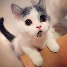 Tik tok kucing yang sangat lucu gemesin dan imut banget ngakak abis sakit perut. Menonton Video Kucing Lucu Meningkatkan Produktivitas Kerja Kucing Lucu Net