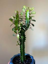 Image result for Euphorbia dedzana