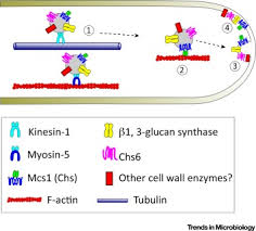 Difference between plants vs fungi (plants vs fungi). The Role Of The Fungal Cell Wall In The Infection Of Plants Trends In Microbiology