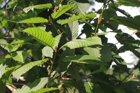Kau berjalan bagai awan halus tanpa rasa gusar indah saat kau menari dalam gundah. Indonesia Go Id Kratom Daun Dolar Yang Masih Kontroversi