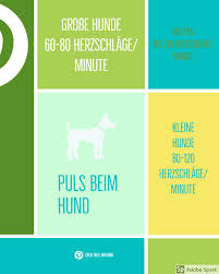 Pin Auf Erste Hilfe Am Hund