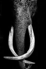 Beautiful Black And White Elephant Pictures Big One By Ausadavut Sarum Animalphotography Photography Elephant Photography Elephant Animal Photography