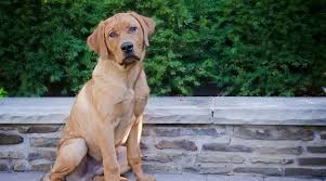 This list of labrador retrievers covers notable individual dogs that belong to this breed. Red Fox Labrador Retrievers Controversy Puppy Cost More
