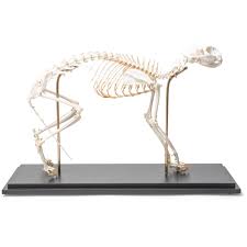 We did not find results for: Esqueleto De Gato Felis Catus De Montaje Flexible Preparado 1020970 T300391 Depredadores Carnivora 3b Scientific