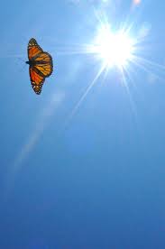 Pin by laura on makes me happy butterfly wallpaper iphone. Cute Wallpapers Butterfly Aesthetic Novocom Top