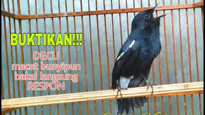Burung decu wulung gacor di alam liar suara merdu bikin adem. Suara Burung Decu Kacer Mini Ini Ampuh Memancing Decu Yang Macet Jadi Ikutan Bunyi Youtube
