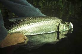 Are Permit Creatures Of Habit?