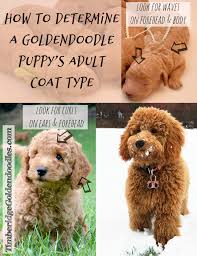 The goldendoodle is the result of breeding a standard poodle with a golden retriever. Goldendoodle Coats Timberidge Goldendoodles