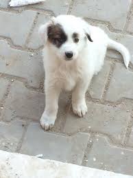 Kusan Ve Midesinde Solucan Olan Kopege Ne Yapilir Ne Iyi Gelir Sorcev