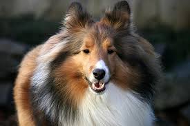 Puppies come with their medical. 7 Things To Know About Shetland Sheepdogs American Kennel Club