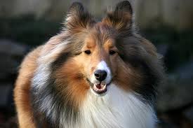 Sweet babies w/lots of energy. Shetland Sheepdog Dog Breed Information